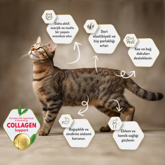 Felicia 12 Kg Kolajenli Somonlu Az Tahıllı Kısırlaştırılmış Kedi Maması  HypoAllergenic Kedi Maması - 6