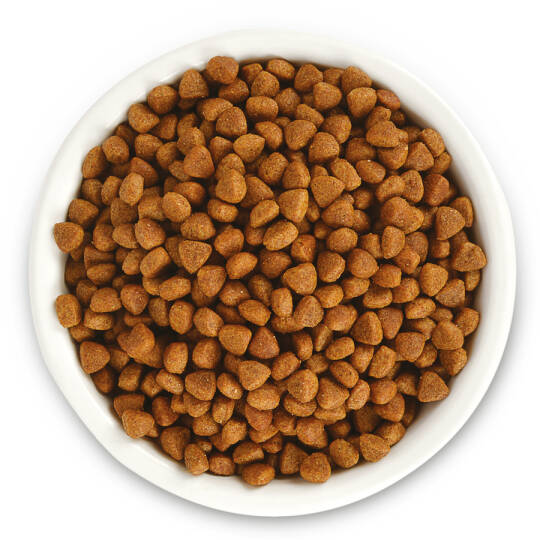 Jungle 15 kg Yavru Kedi Maması Tavuklu - 2