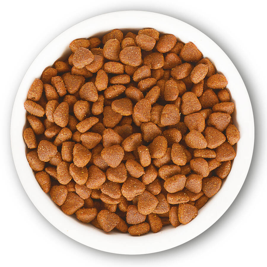 Jungle 500 Gr-8 Adet Tavuk-Balık Yetişkin Kedi M. - 2