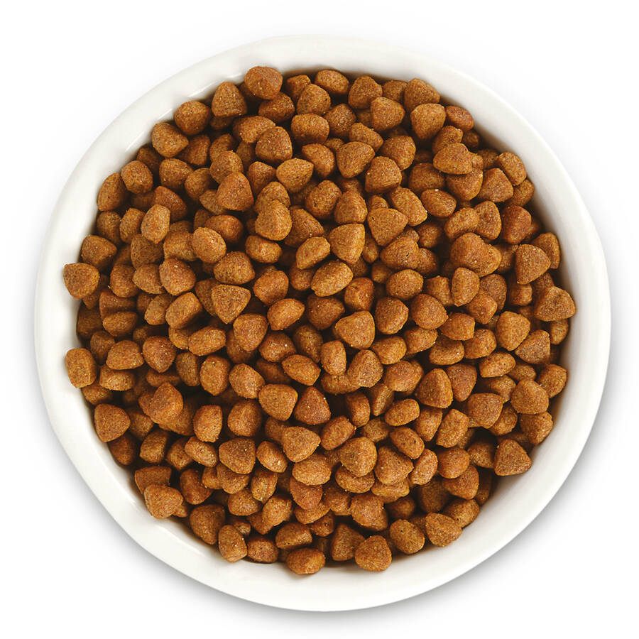 Jungle 500 Gr-8 Adet Yavru Kedi Maması Tavuklu - 2